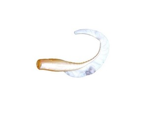  Sea Horse Prenses 20 Li Paket 7.5 Cm L02